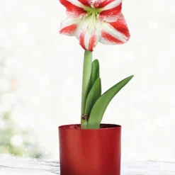 Menu Bi-Colored Potted Amaryllis Gift Box - Burgundy Round