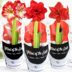 Menu Potted Amaryllis Trio Collection