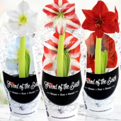 Menu Peppermint Swirl Amaryllis Trio Collection