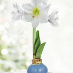 Menu Clear Days Waxed Amaryllis