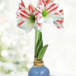 Menu Spring In Your Step Waxed Amaryllis