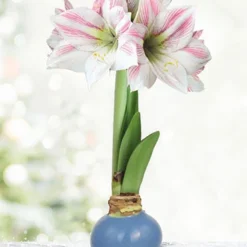 Menu Pastel Petals Waxed Amaryllis