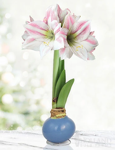 Menu Pastel Petals Waxed Amaryllis