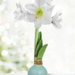 Menu Sea Glass Waxed Amaryllis