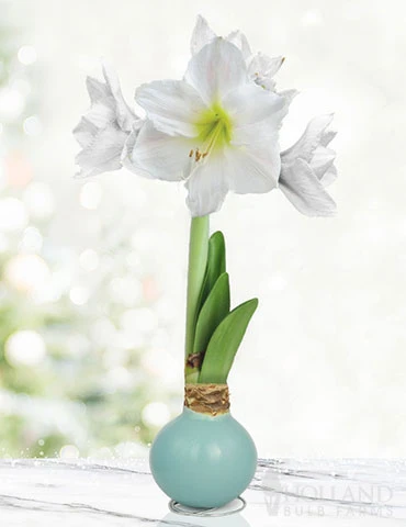 Menu Sea Glass Waxed Amaryllis