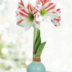 Menu Spring Sunset Waxed Amaryllis