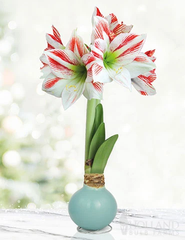 Menu Spring Sunset Waxed Amaryllis