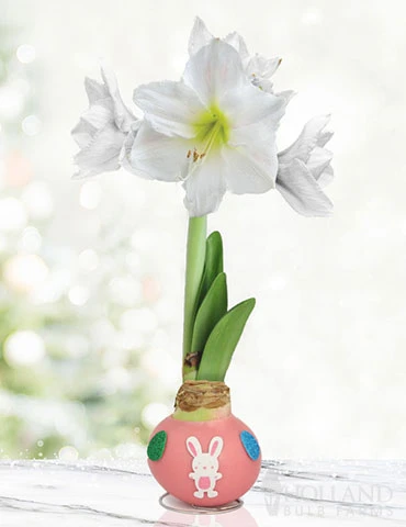 Menu Hippity Hoppity Waxed Amaryllis