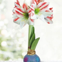 Menu Flower Power Waxed Amaryllis