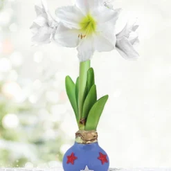 Menu Patriotic Waxed Amaryllis