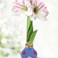 Menu Uncle Sam Amaryllis