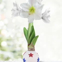 Menu All American Waxed Amaryllis
