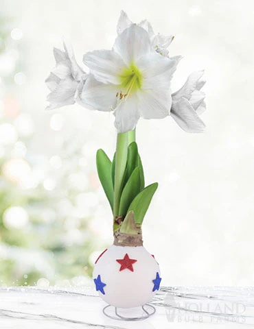 Menu All American Waxed Amaryllis