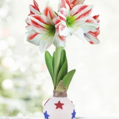 Menu American Pride Waxed Amaryllis