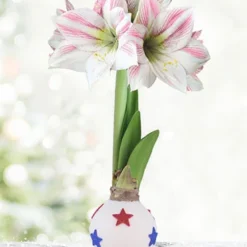 Menu Honor Waxed Amaryllis