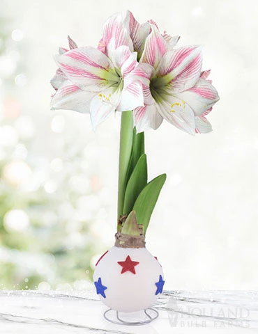 Menu Honor Waxed Amaryllis