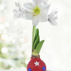 Menu Festive Parade Waxed Amaryllis