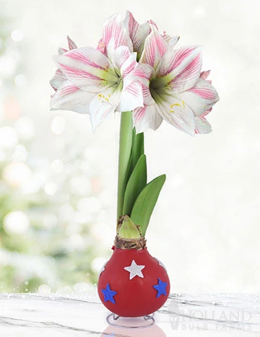 Menu Independence Day Waxed Amaryllis