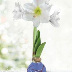 Menu High Flying Flag Picasso Waxed Amaryllis