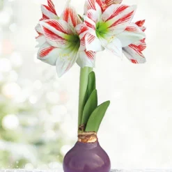 Menu Spring Is In The Air Waxed Amaryllis