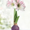 Menu Peaceful Purple Waxed Amaryllis