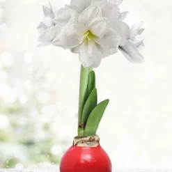 Menu Merry And Bright Waxed Amaryllis