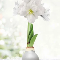 Menu Sparkle And Shine Waxed Amaryllis