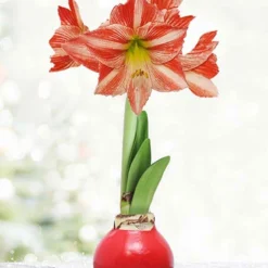 Menu Yuletide Waxed Amaryllis
