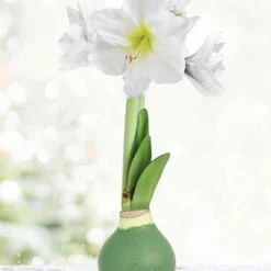 Menu Pristine Forest Waxed Amaryllis