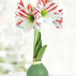 Menu Blooming Fields Waxed Amaryllis