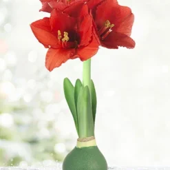 Menu Rolling Meadows Waxed Amaryllis