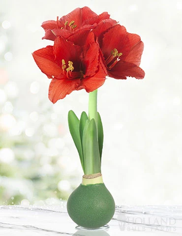 Menu Rolling Meadows Waxed Amaryllis