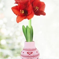 Menu Heart's Delight Sweater Amaryllis