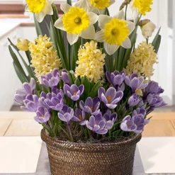 Menu Eminence Potted Bulb Garden