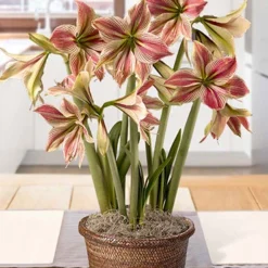 Menu Exotic Star Amaryllis Potted Bulb Garden