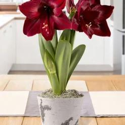 Menu Velvet Dynamite Potted Bulb Garden