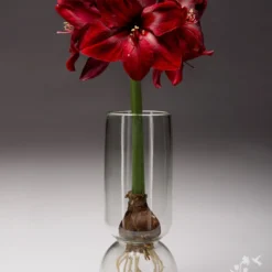 Menu Diva In Bloom Potted Bulb Garden