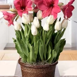 Menu Milady Potted Bulb Garden