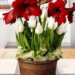 Menu Miraculous Moment Potted Bulb Garden