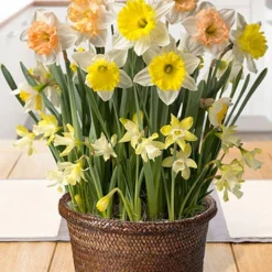 Menu Happy Times Potted Bulb Garden