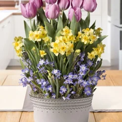Menu Spring Songbird Potted Bulb Garden