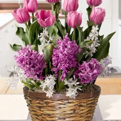 Menu Fancy & Frilly Potted Bulb Garden