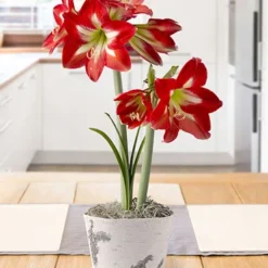 Menu Bright Spark Potted Bulb Garden