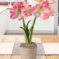 Menu Rosy Delight Amaryllis Potted Bulb Garden