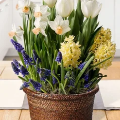 Menu Marvelous Potted Bulb Garden