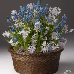 Menu Mystic Magic Potted Bulb Garden