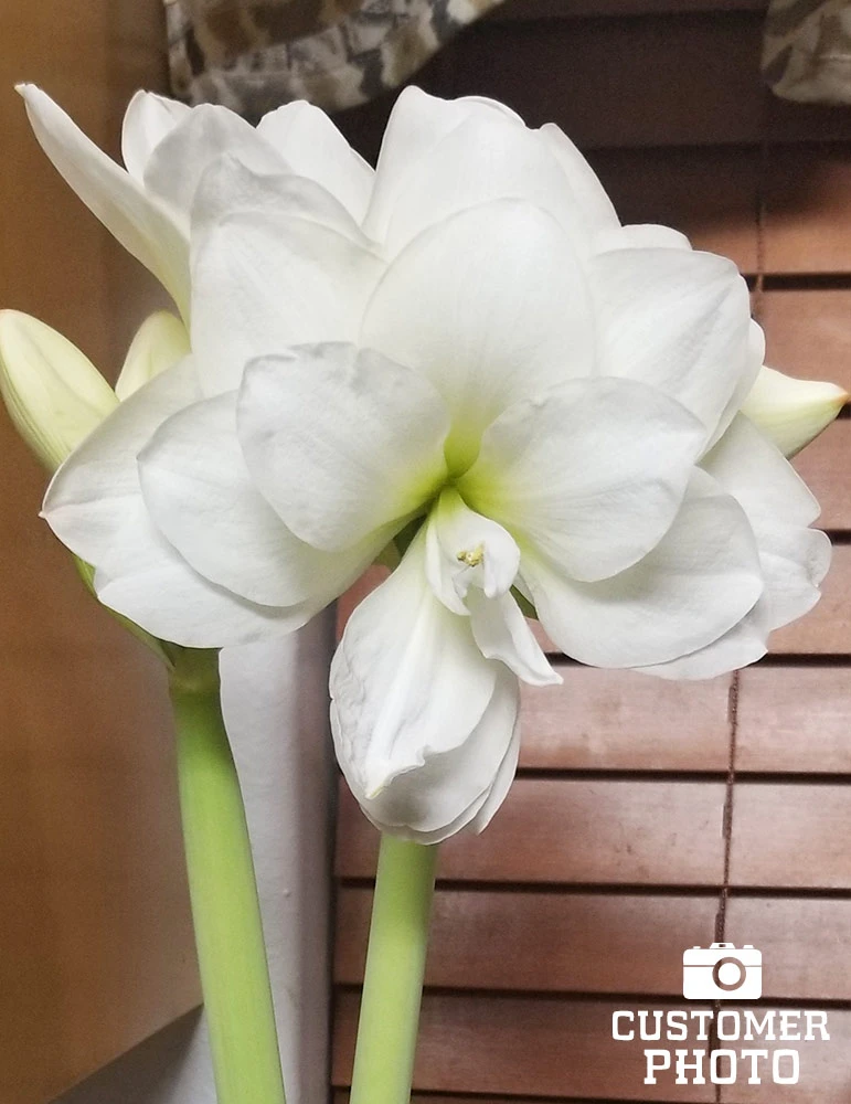 Menu White Magic Potted Bulb Garden - Image 2