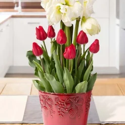 Menu Double Take Potted Bulb Garden