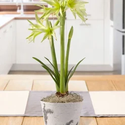 Menu Evergreen Spider Amaryllis Potted Bulb Garden