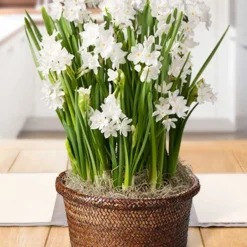 Menu Paperwhites Potted Bulb Garden